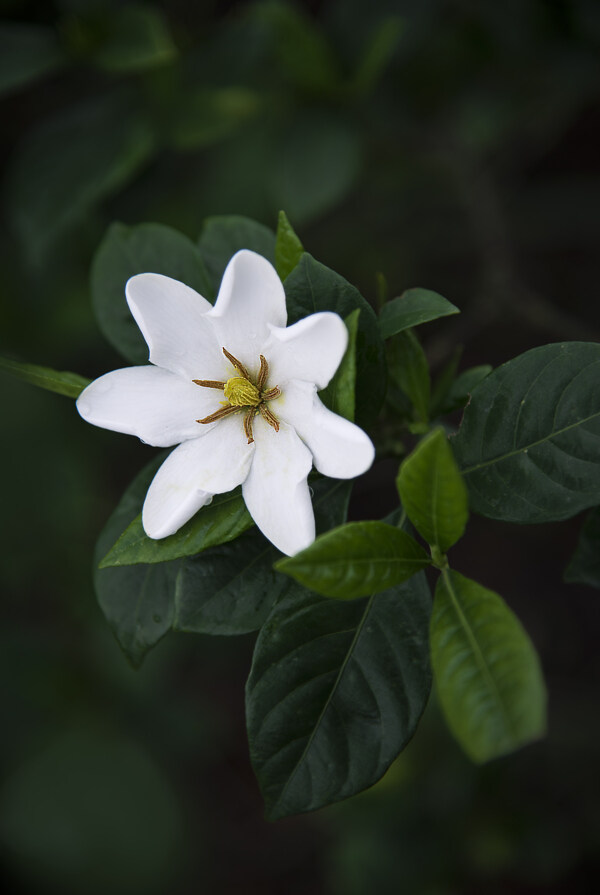 栀子花