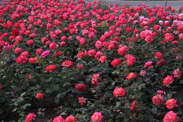玫瑰园月季图片