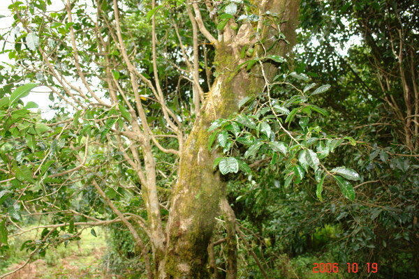 古茶樹普洱茶古茶枝干圖片