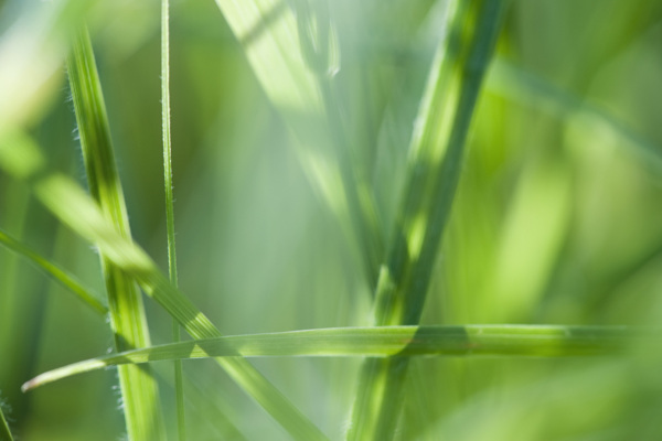 綠色植物圖片