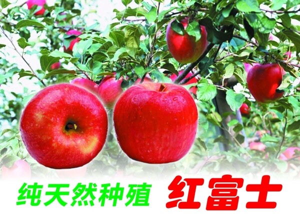紅富士