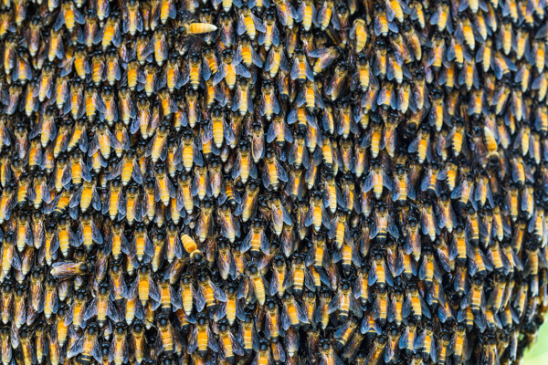 一群蜜蜂图片