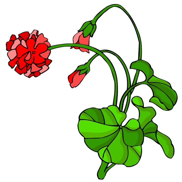 花卉古典插畫