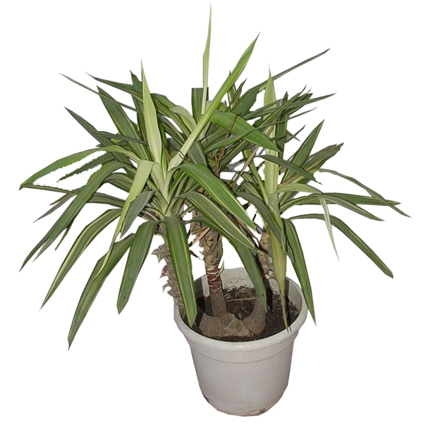 盆栽037植物素材