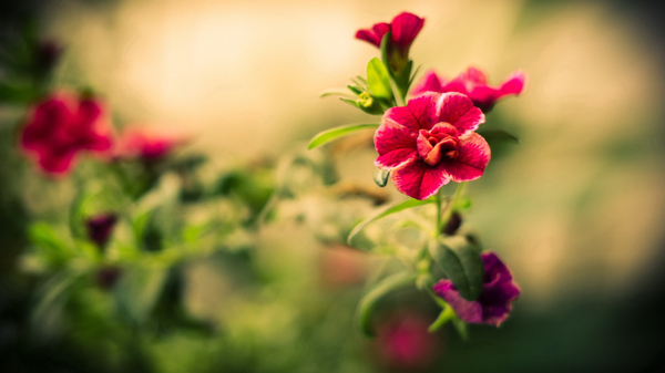 位圖植物圖案寫實(shí)花卉花朵野花免費(fèi)素材