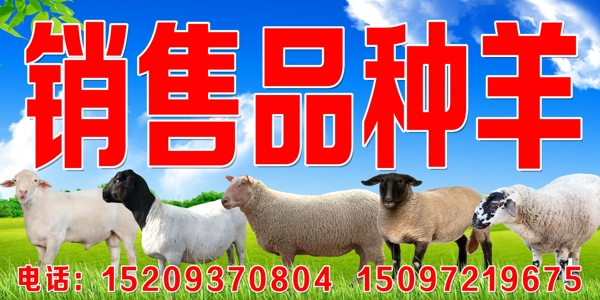 销售品种羊