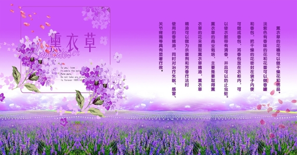 薰衣草圖片