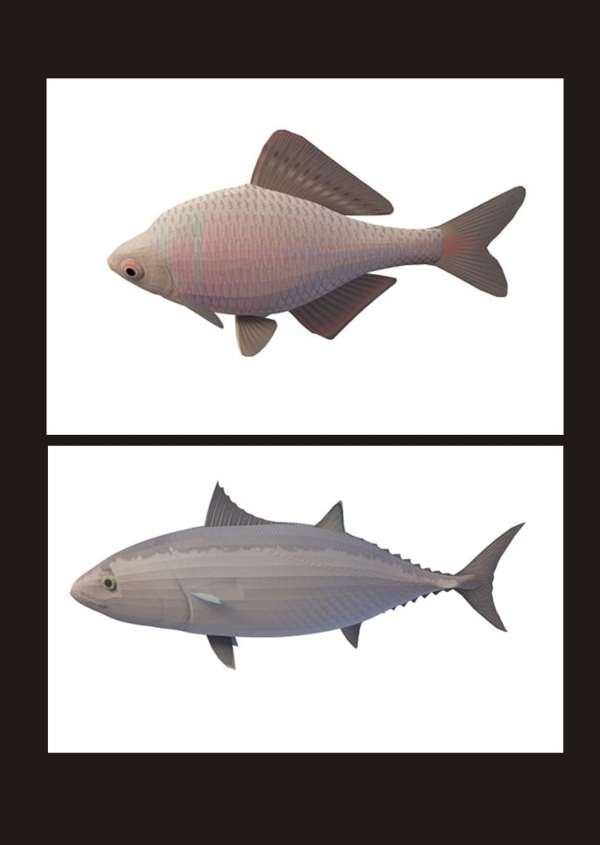 鯉魚3d模型