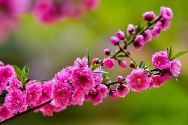 桃花