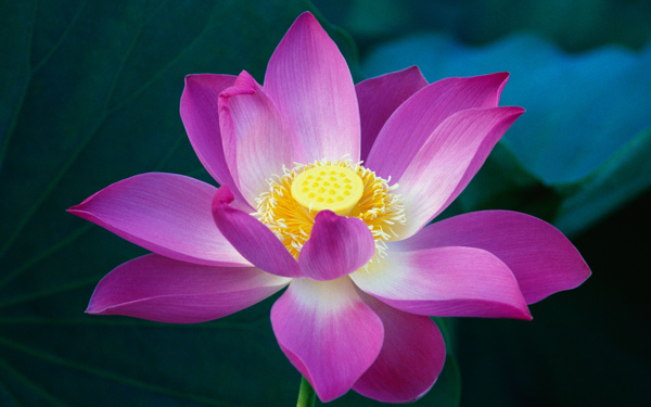 蓮花圖片
