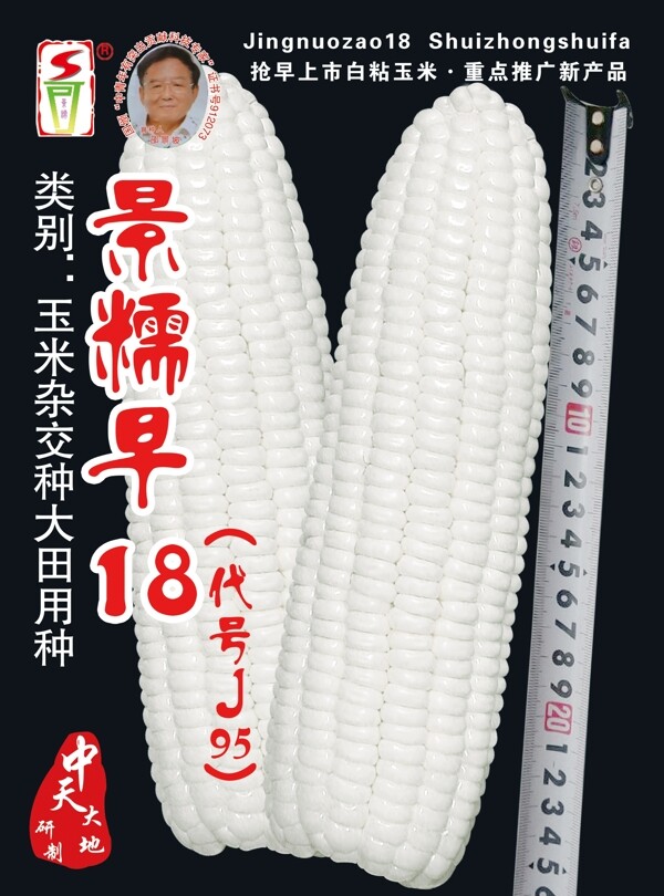 玉米宣傳單圖片
