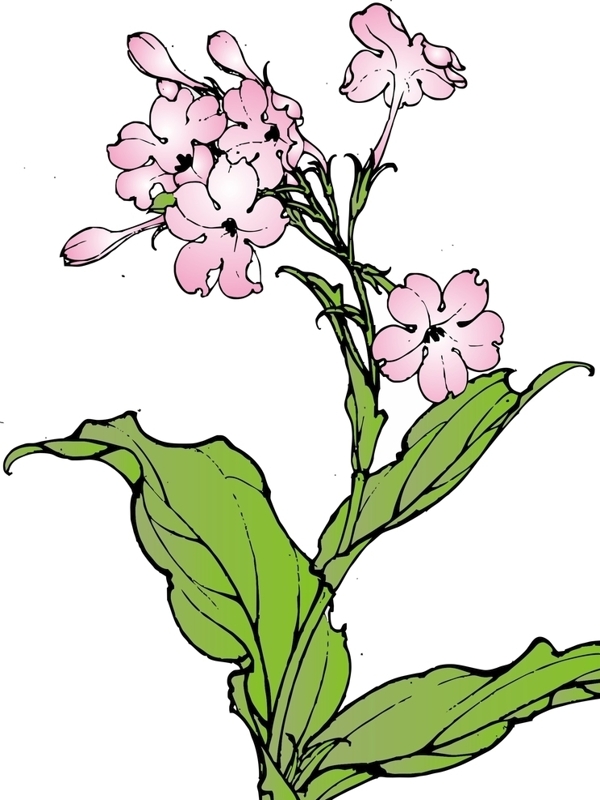 煙草