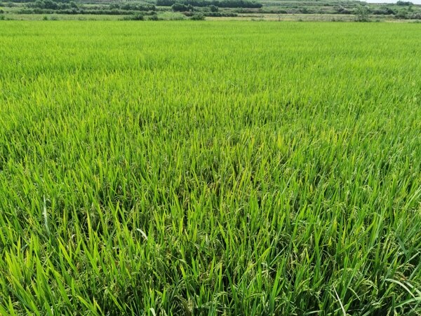 水稻金色稻田图片