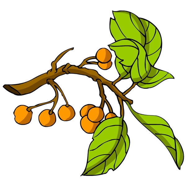 花卉古典插畫