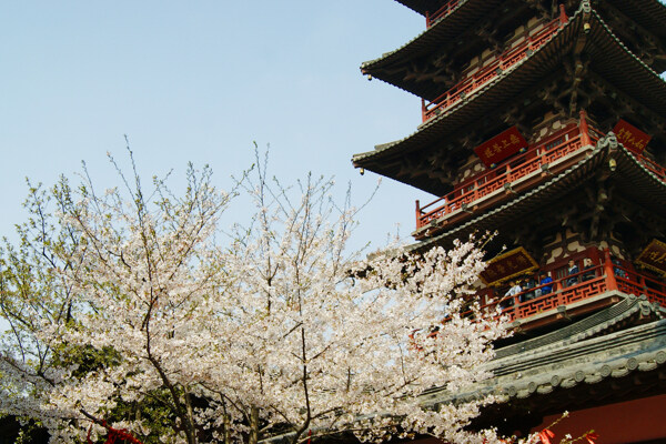 樱花与寒山寺图片