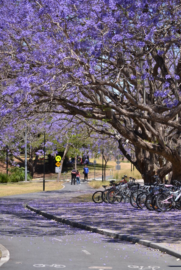 昆士兰大学紫色花图片