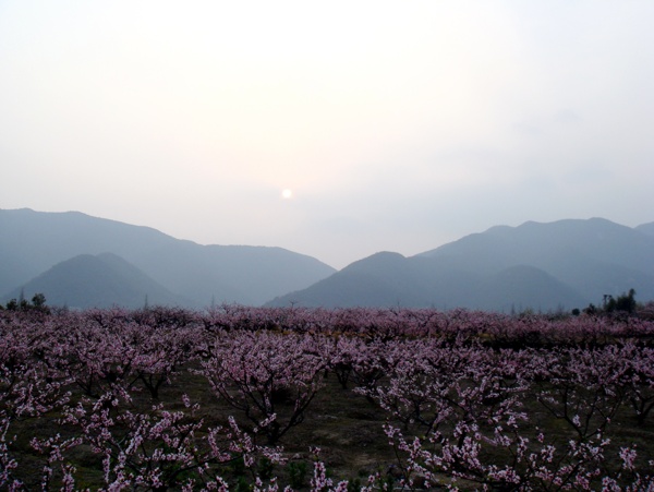 桃花背景