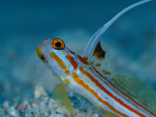 海底生物圖片