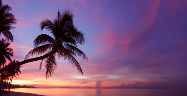 黄昏大海椰树剪影