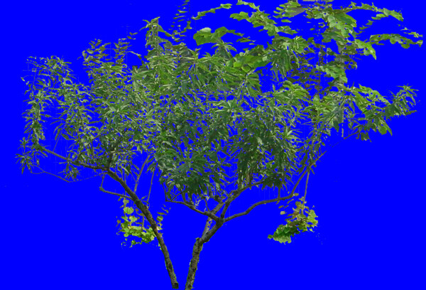 针叶树057植物素材