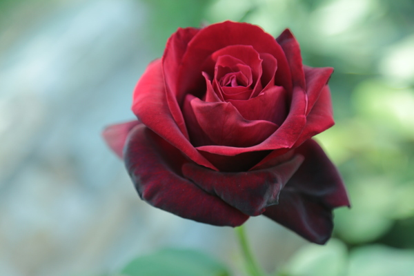 月季花