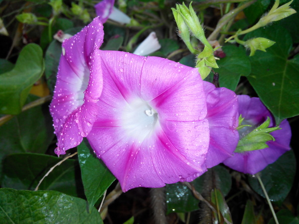 牽牛花圖片