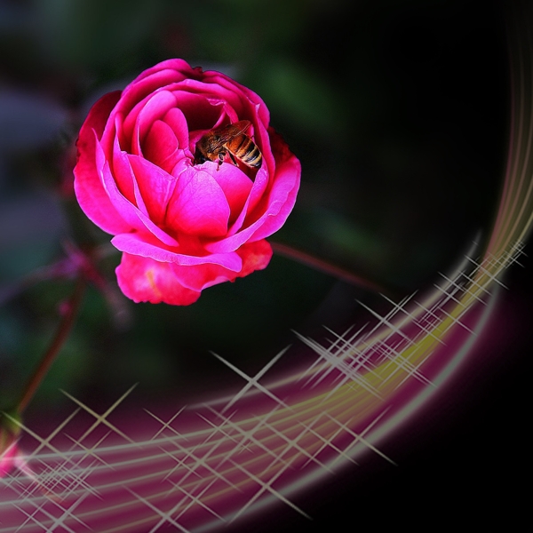 五线谱高光彩色线条玫瑰花素材