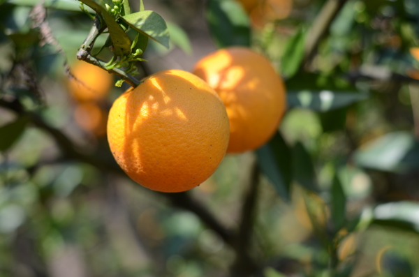 脐橙树上的橙子