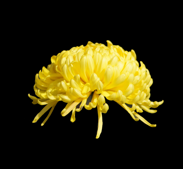 位圖植物花朵菊花免費素材