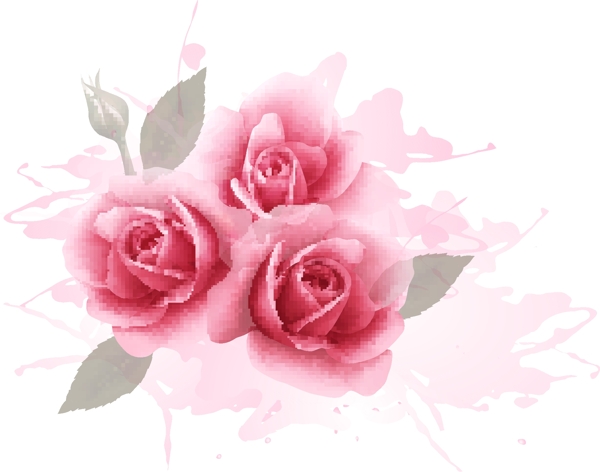 玫瑰花