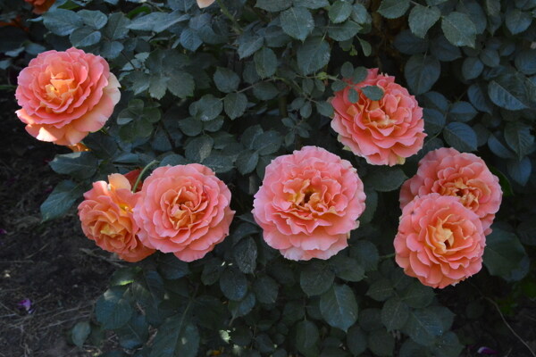月季花