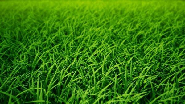 绿色的草地
