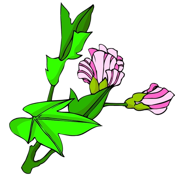 花卉古典插畫