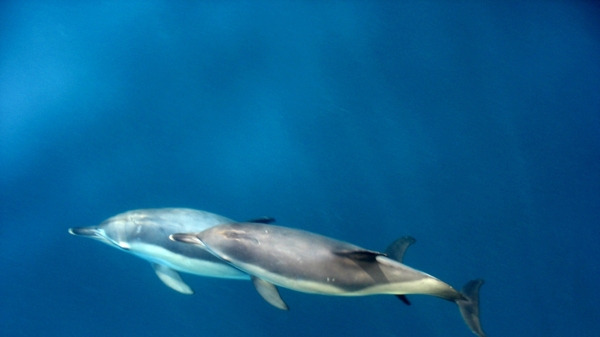 深海野生海豚图片