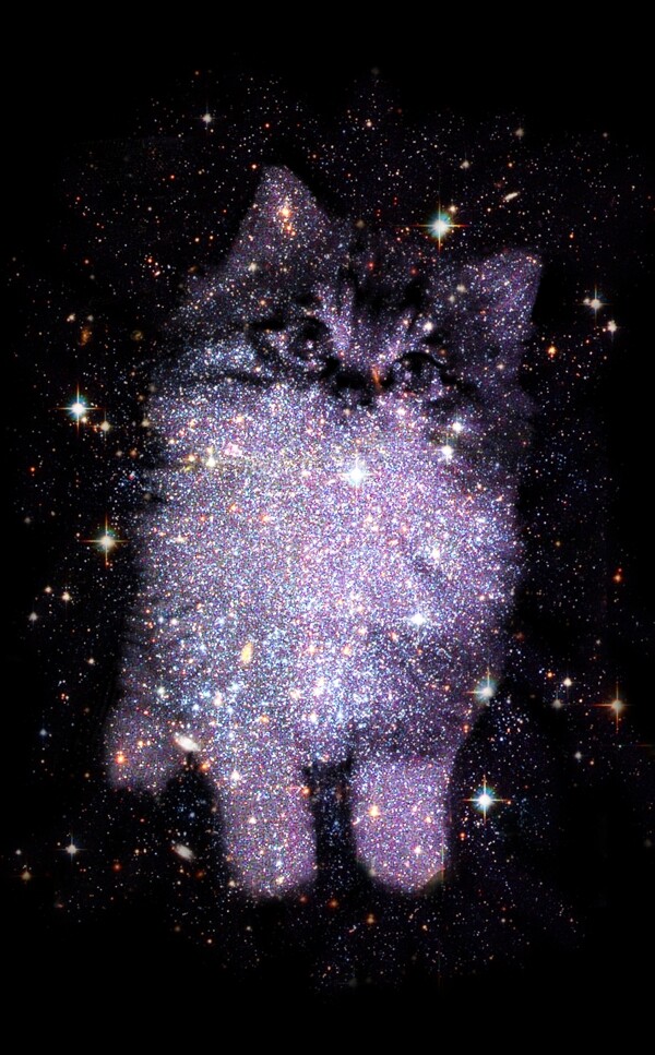 星光中的貓