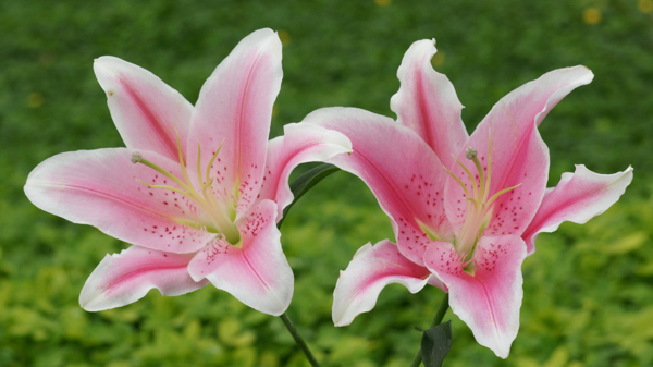 位圖植物攝影寫(xiě)實(shí)花卉花朵百合免費(fèi)素材