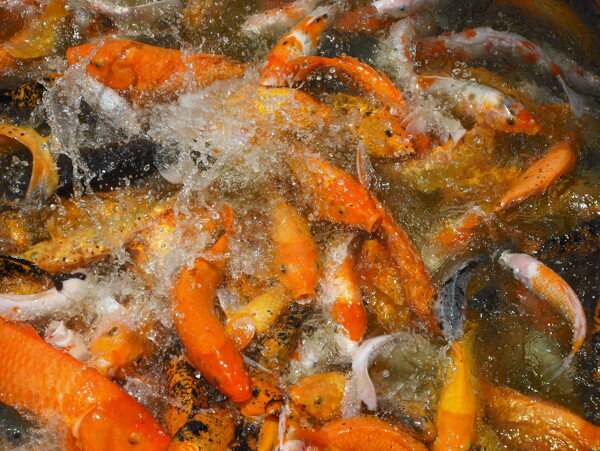 金魚觀賞圖片