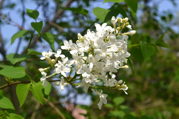 鮮花