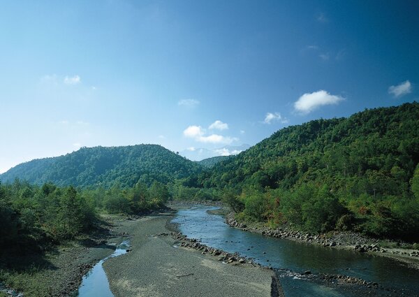 樹植物水風(fēng)景