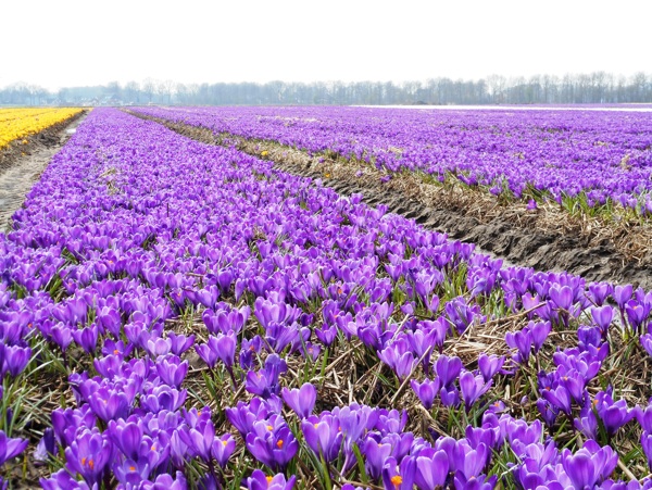 唯美紫色藏红花图片