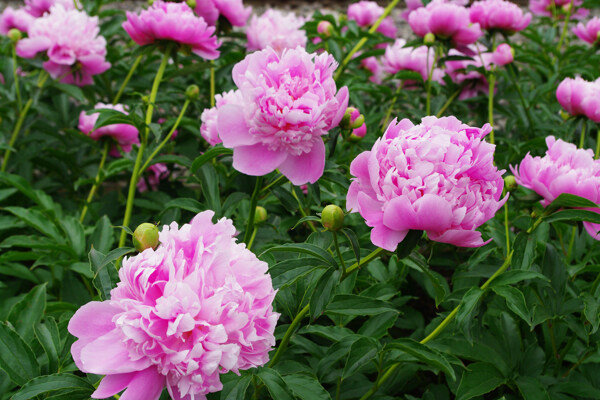 芍藥