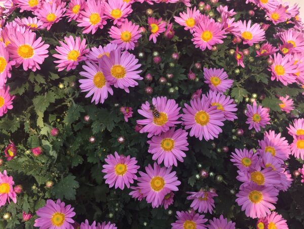 花語
