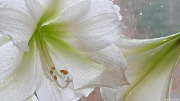 花蕊