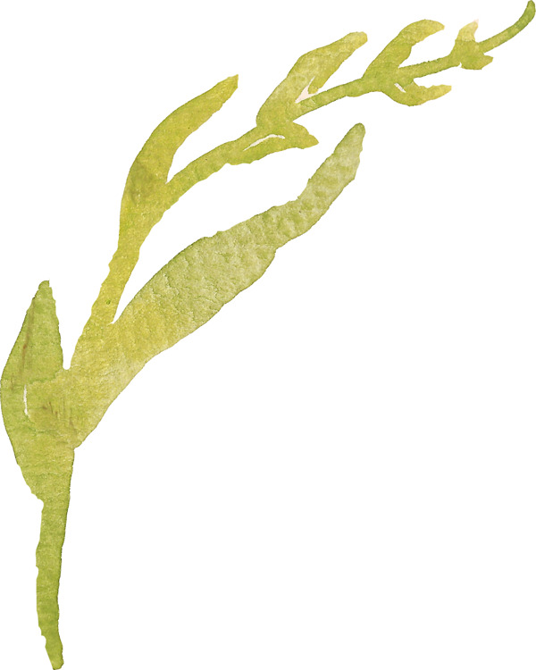 創(chuàng)意奇形怪狀植物圖片素材