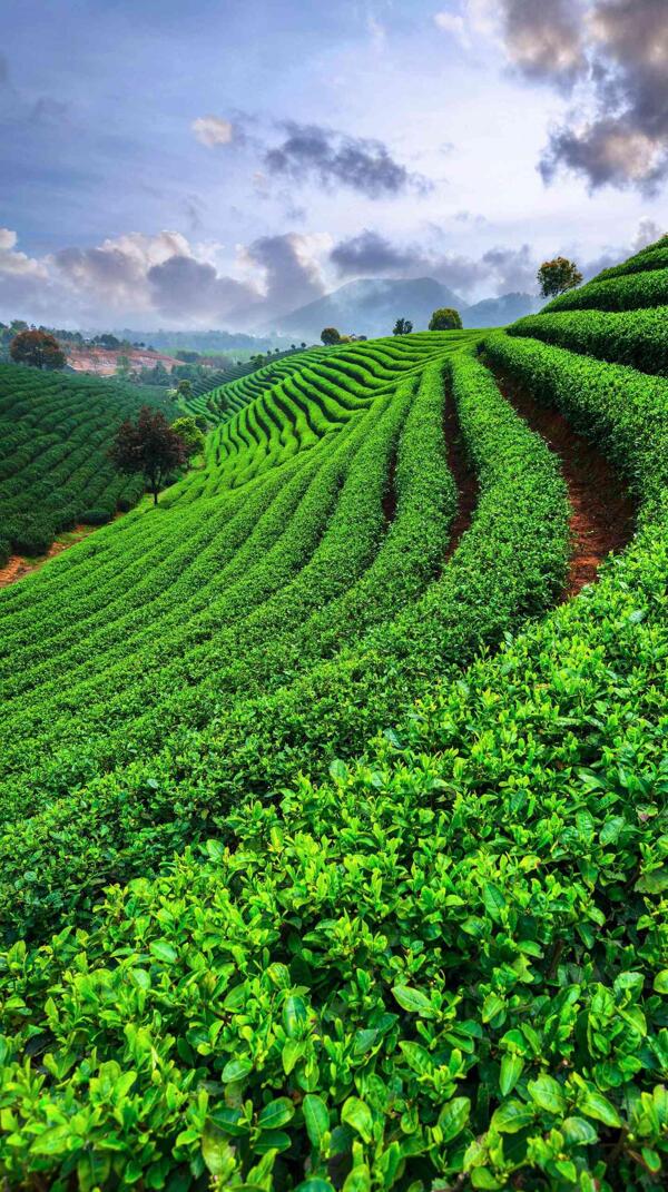 茶山