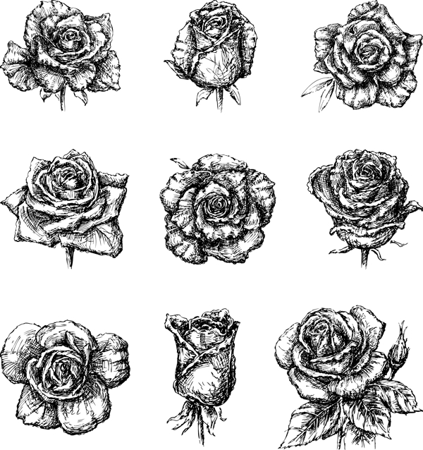 黑白素描玫瑰花插画