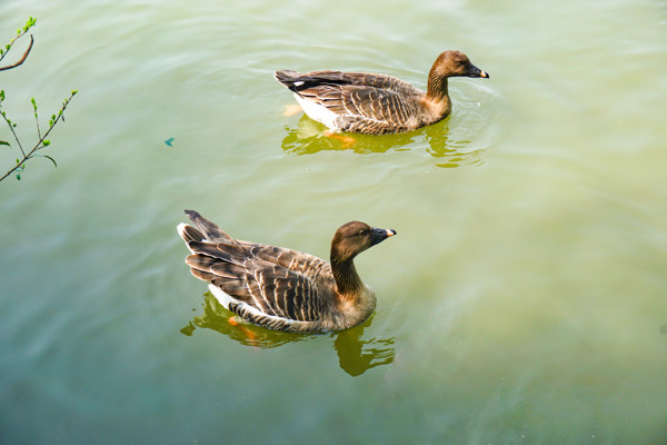 池塘里面一对游泳的野鸭