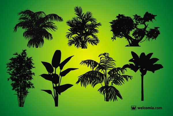 植物的剪影