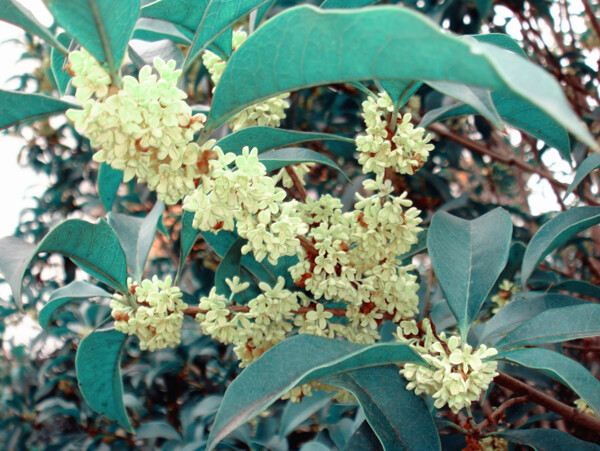 桂花圖片