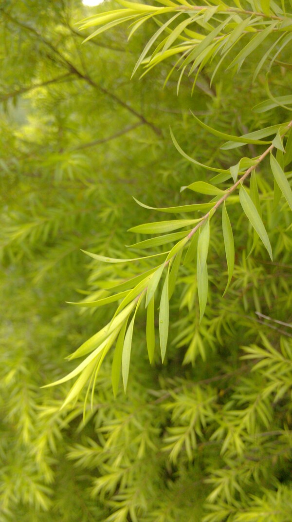 風(fēng)景樹葉圖片